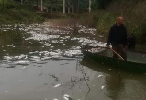 污染物超標(biāo)572倍 魚(yú)塘8萬(wàn)斤魚(yú)全死光